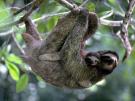 image of a three-toed sloth
